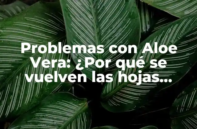 Problemas con Aloe Vera: ¿por Qué Se Vuelven las Hojas Marrones?