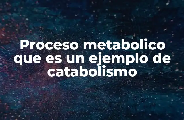 Proceso Metabolico que es un Ejemplo de Catabolismo