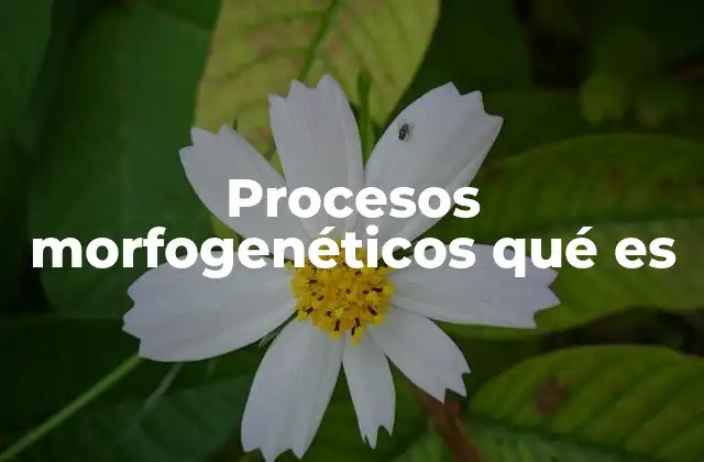 Procesos Morfogenéticos Qué es 2 El papel de la morfogénesis en la evolución biológica