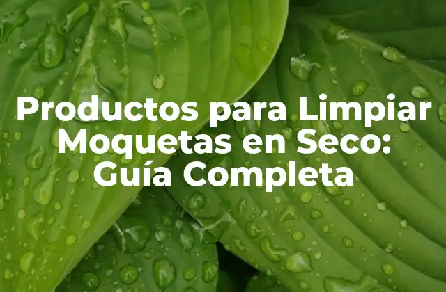 Productos para Limpiar Moquetas en Seco: Guía Completa