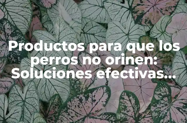 Productos para que los Perros No Orinen: Soluciones Efectivas para Evitar Accidentes
