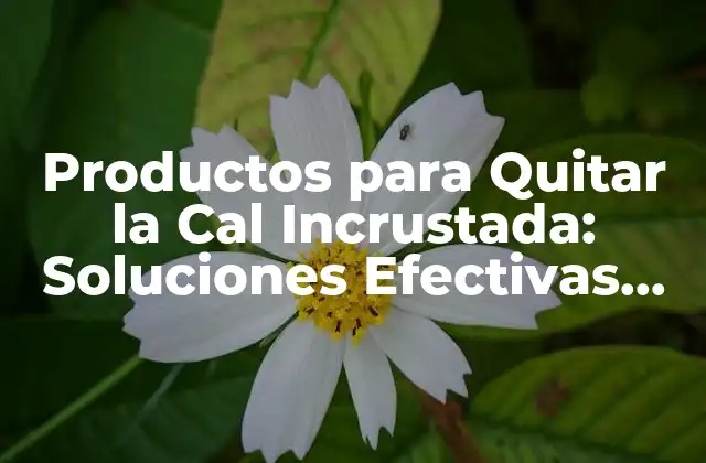 Productos para Quitar la Cal Incrustada: Soluciones Efectivas para Eliminar la Cal 2 Causas y Efectos de la Cal Incrustada