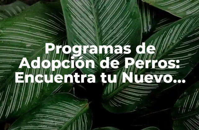 Programas de Adopción de Perros: Encuentra Tu Nuevo Mejor Amigo 2 ¿Cómo funcionan los Programas de Adopción de Perros?