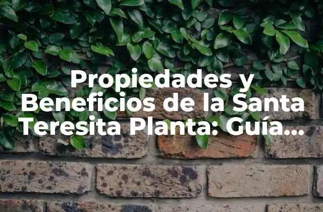 Propiedades y Beneficios de la Santa Teresita Planta: Guía Completa