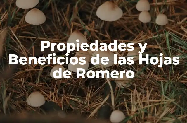 Propiedades y Beneficios de las Hojas de Romero