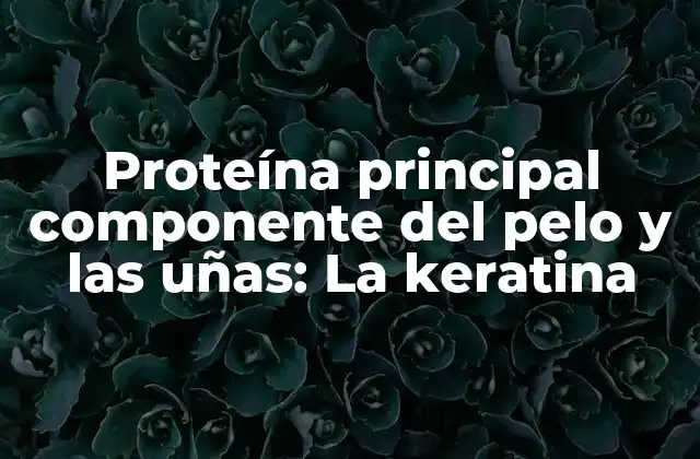 Proteína Principal Componente Del Pelo y las Uñas: la Keratina