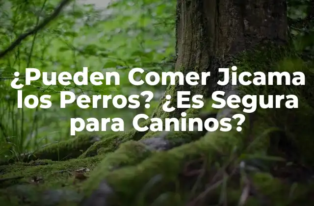 ¿Qué es la Jicama y Cómo se Come?
