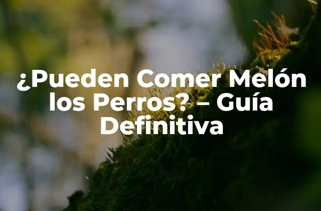 ¿pueden Comer Melón los Perros? – Guía Definitiva