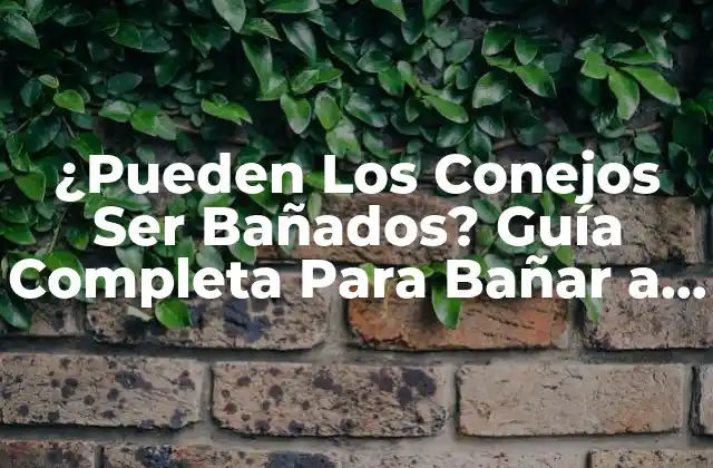 ¿pueden los Conejos Ser Bañados? Guía Completa para Bañar a Tu Conejo