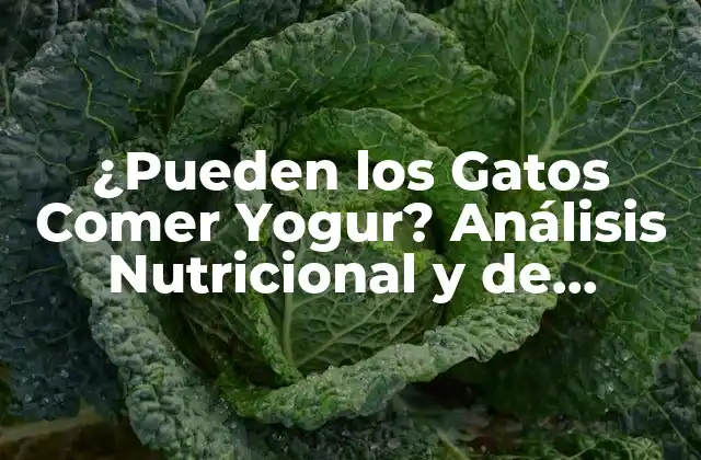 ¿pueden los Gatos Comer Yogur? Análisis Nutricional y de Seguridad