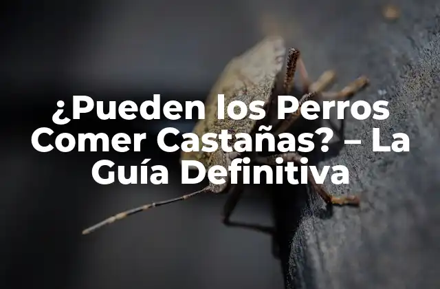 ¿Qué son las Castañas?