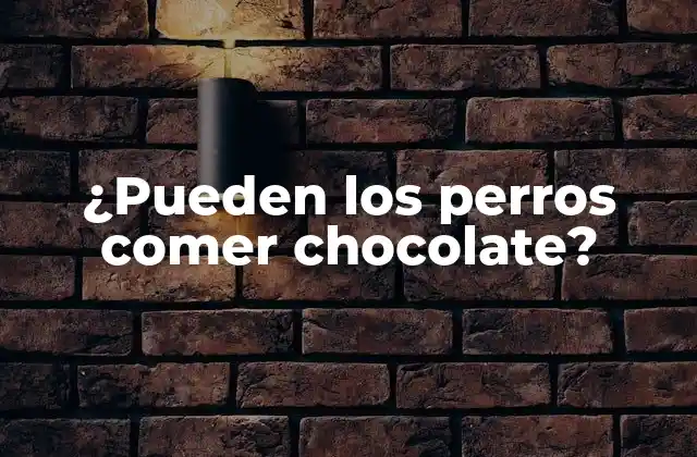¿pueden los Perros Comer Chocolate?