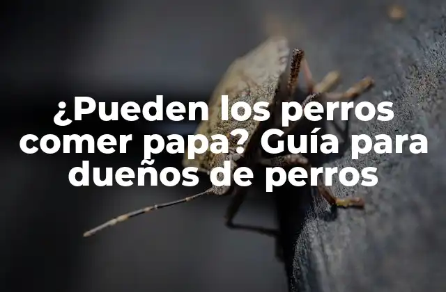 ¿Cuál es el contenido nutricional de la papa?
