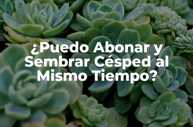 ¿puedo Abonar y Sembrar Césped Al Mismo Tiempo?