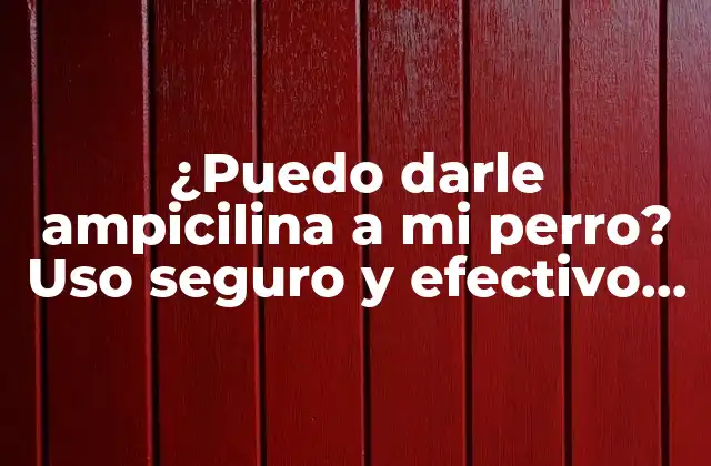 ¿puedo Darle Ampicilina a Mi Perro? Uso Seguro y Efectivo de Antibióticos en Perros