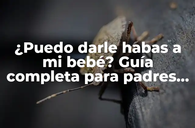 ¿puedo Darle Habas a Mi Bebé? Guía Completa para Padres Primerizos