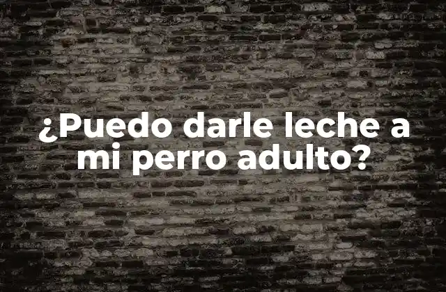 ¿puedo Darle Leche a Mi Perro Adulto?