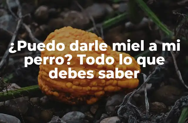 ¿puedo Darle Miel a Mi Perro? Todo Lo que Debes Saber