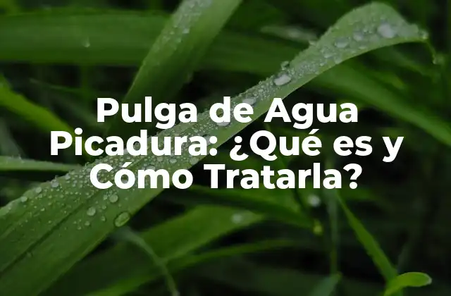 Pulga de Agua Picadura: ¿qué es y Cómo Tratarla?