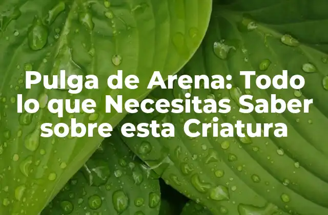 Pulga de Arena: Todo Lo que Necesitas Saber sobre Esta Criatura
