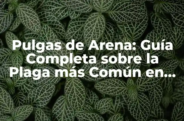 Pulgas de Arena: Guía Completa sobre la Plaga Más Común en Playas y Zonas Costeras