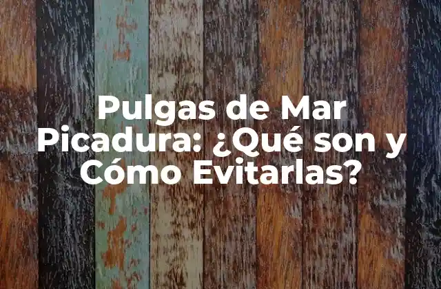 Pulgas de Mar Picadura: ¿qué Son y Cómo Evitarlas?