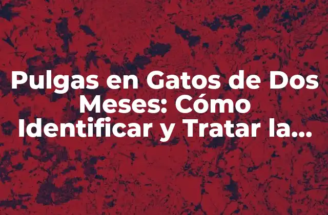 Pulgas en Gatos de Dos Meses: Cómo Identificar y Tratar la Infestación