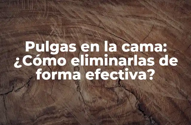 ¿Qué son las pulgas en la cama?