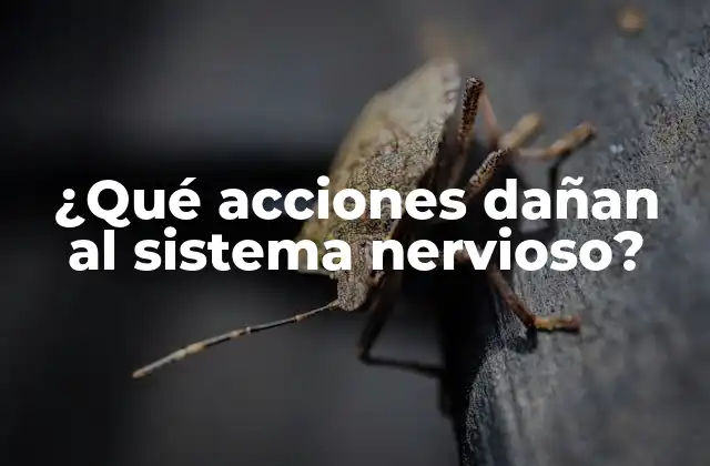 ¿qué Acciones Dañan Al Sistema Nervioso?