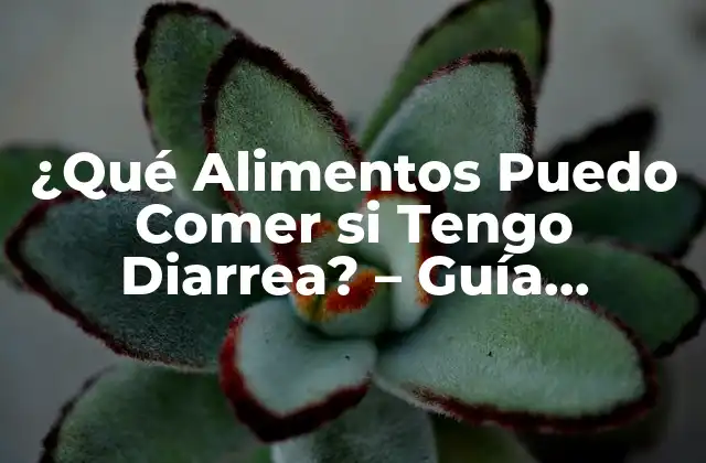 ¿qué Alimentos Puedo Comer Si Tengo Diarrea? – Guía Completa