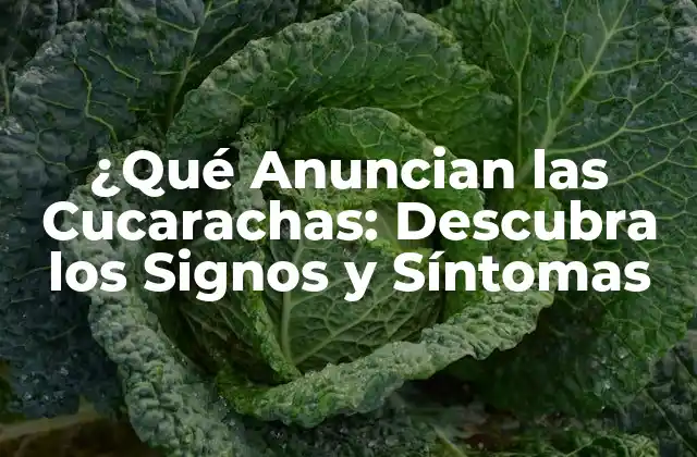 ¿qué Anuncian las Cucarachas: Descubra los Signos y Síntomas 2 Los Signos Visibles de la Presencia de Cucarachas