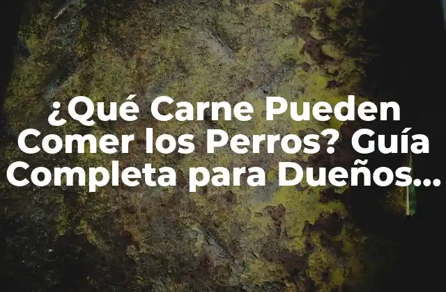 ¿qué Carne Pueden Comer los Perros? Guía Completa para Dueños de Mascotas