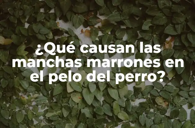 Causas comunes de las manchas marrones en el pelo del perro