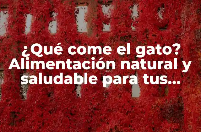 ¿qué Come el Gato? Alimentación Natural y Saludable para Tus Felinos