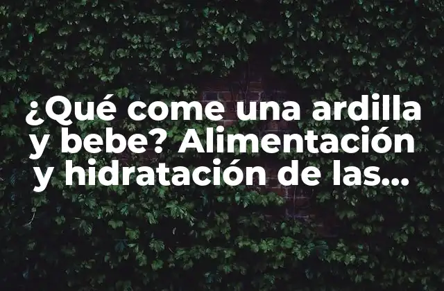 ¿qué Come una Ardilla y Bebe? Alimentación y Hidratación de las Ardillas