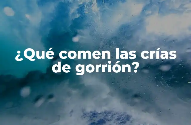 ¿qué Comen las Crías de Gorrión?