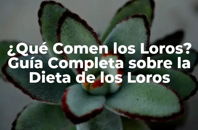 ¿qué Comen los Loros? Guía Completa sobre la Dieta de los Loros