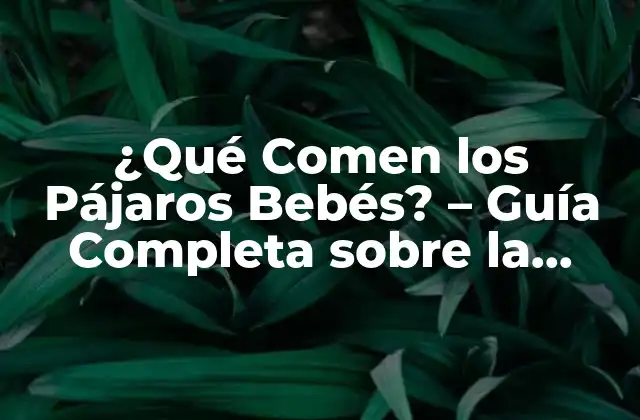 ¿qué Comen los Pájaros Bebés? – Guía Completa sobre la Alimentación de los Pájaros Jóvenes