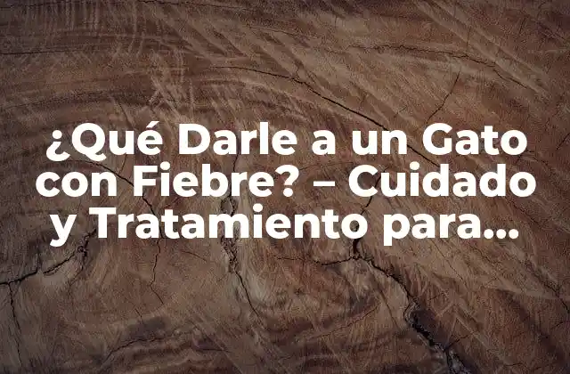 ¿qué Darle a un Gato con Fiebre? – Cuidado y Tratamiento para Gatos con Fiebre