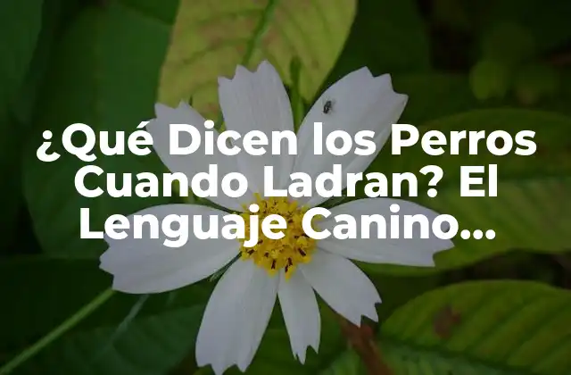 ¿qué Dicen los Perros Cuando Ladran? el Lenguaje Canino Decodificado