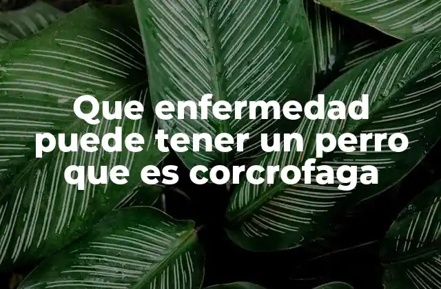 Que Enfermedad Puede Tener un Perro que es Corcrofaga