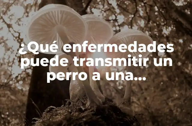 ¿qué Enfermedades Puede Transmitir un Perro a una Embarazada?