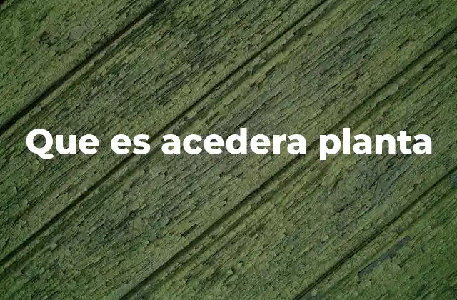 Que es Acedera Planta
