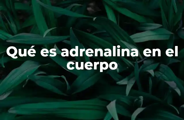 Qué es Adrenalina en el Cuerpo