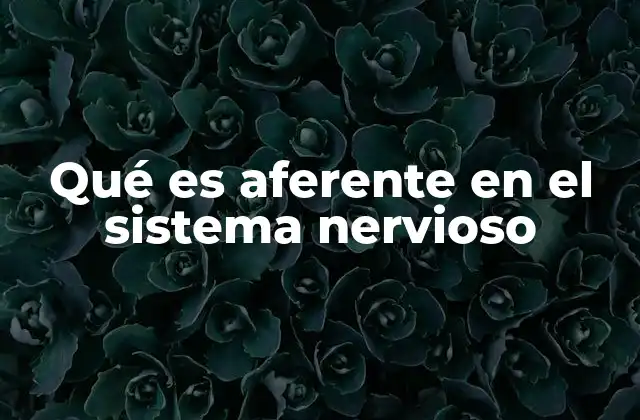 Qué es Aferente en el Sistema Nervioso