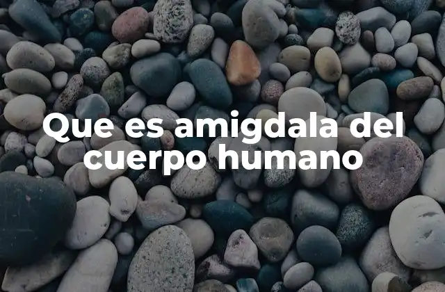 Que es Amigdala Del Cuerpo Humano