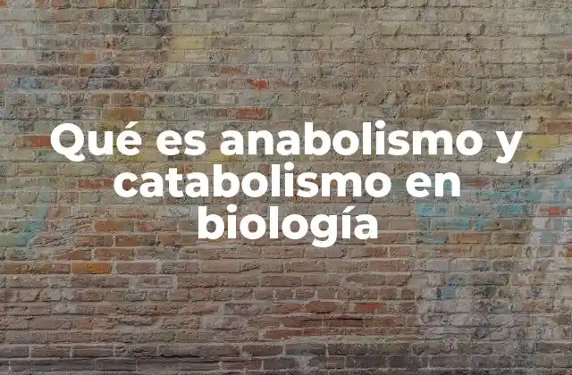 Qué es Anabolismo y Catabolismo en Biología