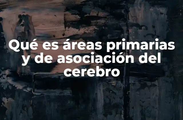 Qué es Áreas Primarias y de Asociación Del Cerebro