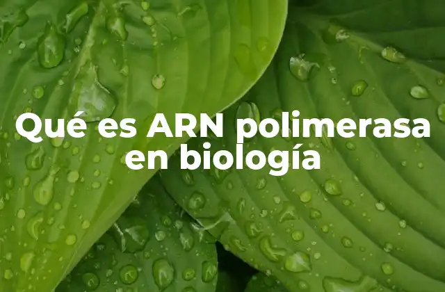 Qué es Arn Polimerasa en Biología 2 El papel de la ARN polimerasa en la transcripción génica