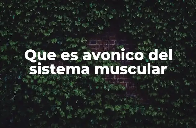 Que es Avonico Del Sistema Muscular